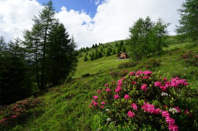 Alpenrose