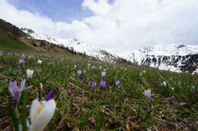 Krokusbluete-Alm