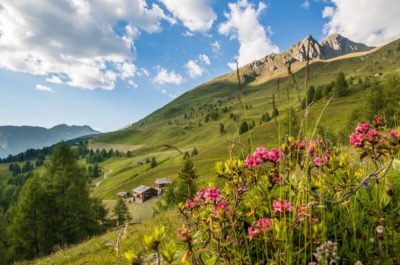 Alpenrosenblüte